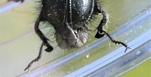 Enicopus pilosus